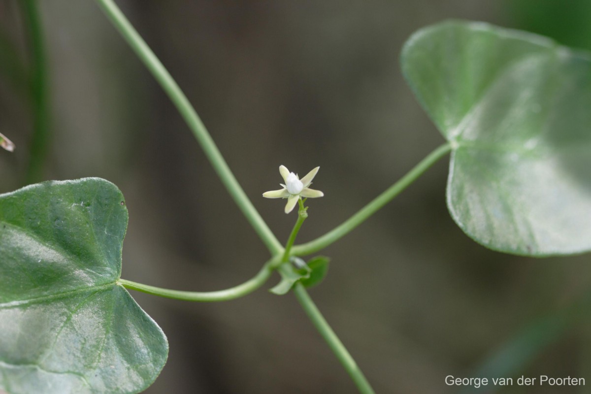 Cynanchum tunicatum (Retz.) Alston